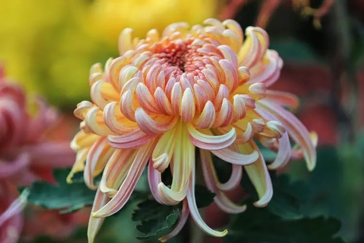 重陽丨深情不及久伴，厚愛無需多言。(圖2)